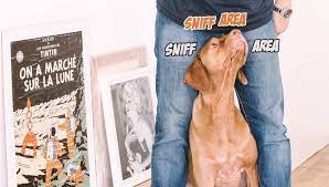Why Do Dogs Sniff People S Crotches And Butts Tailslife Blog