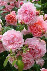 Strawberry Hill English Rose Beautiful Flowers English Roses Flowers