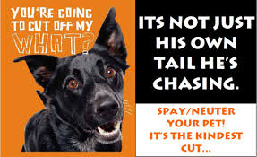 Meaning of spay in english. Giving Your Dog The Snip Will Nip Your Unwanted Pet Worries The Star