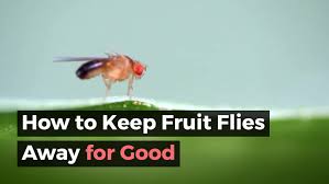how to kill fruit flies and get rid of