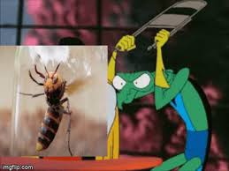 # hornet # murder hornet # murder hornets. Zorak Vs Murder Hornet Imgflip