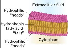 Introduction of plasma membrane definition the plasma membrane is a semipermeable limiting layer of cell protoplasm consisting of a fluid phospholipid. Describe The Structure Of Cell Wall And Plasma Membrane Of Eukaryotic Cell With Suitable Diagram Brainly In