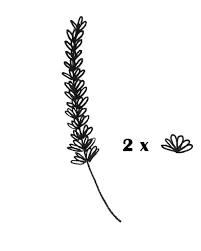 It's basically a simple two dimensional drawing. Lavender Drawing 7 Easy Steps To A Perfect Lavender Doodle