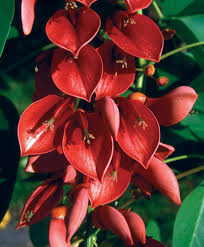 Image result for Erythrina × coddii