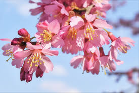 おかめ 桜 花 言葉