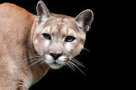 What are other types of pumas? Pumas Geo