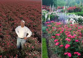 The most common knockout rose bush material is silk. The 4 1 1 On Knockout Roses