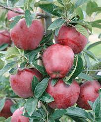 The red delicious apple is the most widely planted apple tree in north america although it has competition in recent years from other popular apples found on this site. Red Delicious Apple Bower Branch