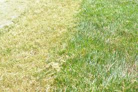Grass chute clogging is usually caused by cutting conditions but is also commonly caused by a worn cutting blade. Tall Fescue Extension Master Gardener Volunteers Of Durham County