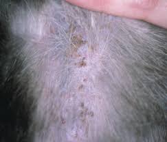 Image result for Feline Miliary Dermatitis