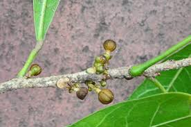 Image result for Cola greenwayi