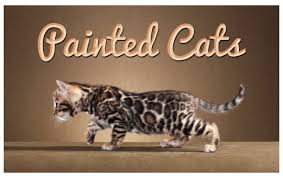 Finding a bengal cat breeder in illinois can be difficult, but we've done all of the hard work for you. Painted Cats The Bengal Cat Directory Resource For Bengal Cats Kittens And Information