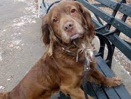 Adopt Eddie On Petfinder Animal Rescue My Animal Animal Shelter
