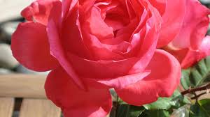 Master Gardeners host free rose pruning demos