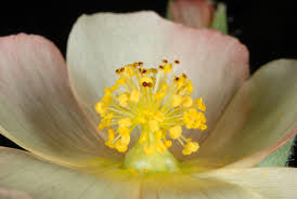 Image result for Malvaceae subfamily Grewioideae