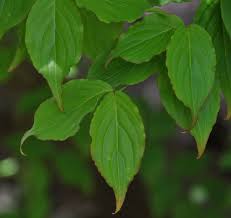 Cornus Kousa Kousa Dogwood Plant Leaves Plants Tree