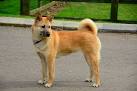 Korean Jindo Info, Temperament, Care, Training, Puppies ...