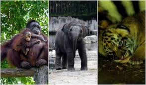 Plan to visit zoo taiping & night safari during your. You Ll Fall In Love With All The Adorable New Baby Animals At Taiping Zoo Trp