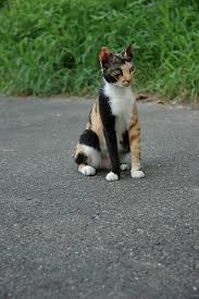 Black And White Tabby Cat Amazing Markings On A Black White Orange Striped Mixed Cat Pretty Cats Beautiful Cats Cute Cats And Kittens