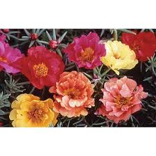 First time i am trying this method to. Double Mix Portulaca Seeds Ne Seed