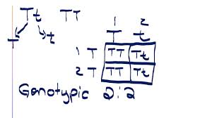 • 1,1 млн просмотров 5 лет назад. Monohybrid Cross Interactive Worksheet By Christina Dotson Staff Leesvillerdhs Wizer Me