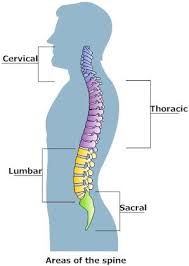 Spinal infections are a less common cause of back pain. Pin On Pilates For Back And Head Ache