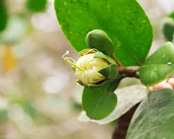 Image result for Sonneratia alba