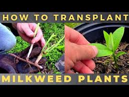 Rather than transplanting milkweed, you may wish to purchase specimens from a local garden center. How To Transplant Milkweed Youtube