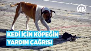kedi icin kopegin yardim cagrisi youtube
