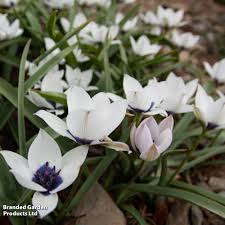 Image result for Tinnea coerulea