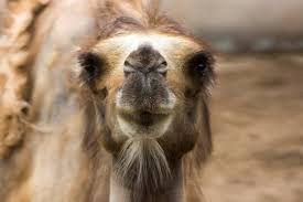 A camels foot it called a camels foot not a hooves prehistoric camels may have had hooves but present day camels do not so a camels foot is called a camels foot. 25 Best Camel Nose Images Stock Photos Vectors Adobe Stock