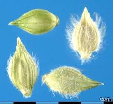 Image result for Urochloa leersioides