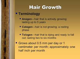 But on average, hair grows about half a millimeter per day (that's about 1/100th of an inch!). Introduction Human Hair Is One Of The Most Frequently Found Pieces Of Evidence At The Scene Of A Violent Crime It Can Provide A Link Between The Criminal Ppt Video Online