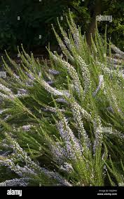 Image result for Fabiana imbricata