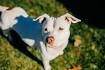 15 Types Of Short-Haired Dogs: Find The Perfect Breed For ...