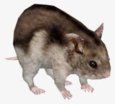 The resolution of this transparent background is 820x428 and size of 158 kb. Hamster Png Transparent Hamster Png Image Free Download Pngkey