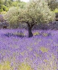 Sorseggiato nella fresca penombra di una veranda, in un giorno assolato che volge al tramonto. La á¸elle Provence Giardino Di Lavanda Splendidi Giardini Alberi Da Giardino