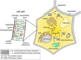 Of the 20 amino acids needed to produce proteins, only 10 can be produced naturally in animal cells. Plant Cell Drawing With The Main Cell Compartments For Recombinant Download Scientific Diagram