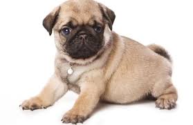 Ogni cane, grande o piccolo che sia, ha bisogno di cure, attenzioni e spazio vitale. Cani Di Piccola Taglia Da Compagnia E Appartamento Il Carlino