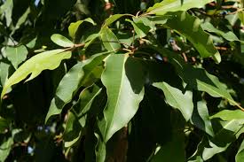 Image result for Lophostemon confertus