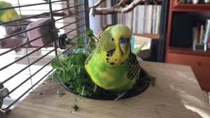 Info Zum Verfuttern Von Krautern Salat Wellensittich Forum Welli Net