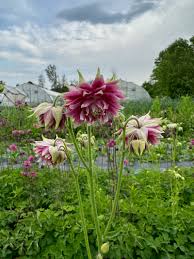 Image result for Aquilegia vulgaris `Nora Barlow`