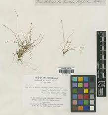 Image result for Isolepis fluitans