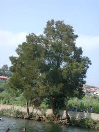 Image result for Acacia melanoxylon