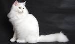 White Cat Breeds (Long haired, Fluffy)