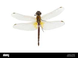 Image result for Libellulidae