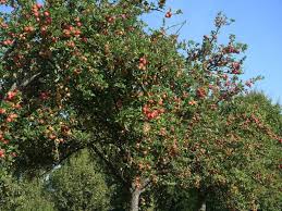 Ce pommier développe des fruits de petit calibre, tous les deux ans. Troquez Donnez Ou Vendre Vos Pommes Sur Lepotiron Fr Lepotiron Fr