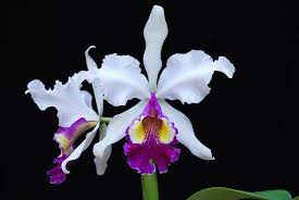 Cattleya Hardyana Semi Alba Noah Cattleya Orchid Flower Orchid Images
