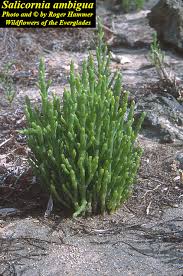 Image result for Salicornia perrieri