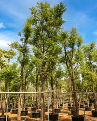 Image result for Azadirachta indica